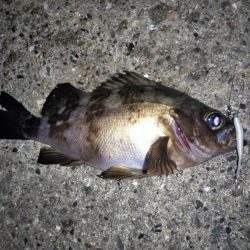 メバルの気持ちは分からない・・・